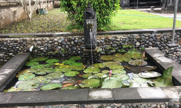 Todo sobre soluciones basadas en naturaleza